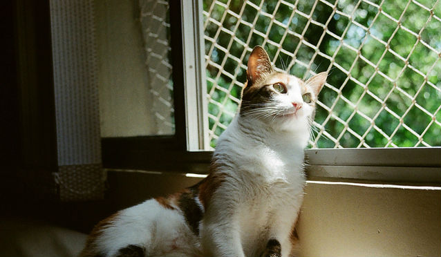 Instalador de Rede de Proteção PET