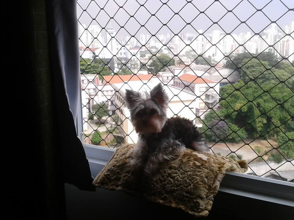 Rede de Proteção para PETs