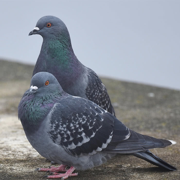 rede de proteção anti pombos zona norte SP