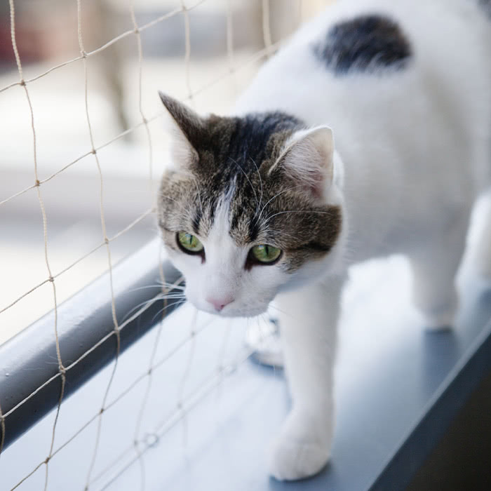tela de proteção para animais
