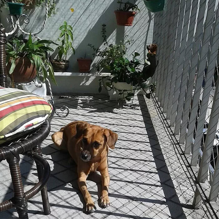 tela de proteção para cachorros