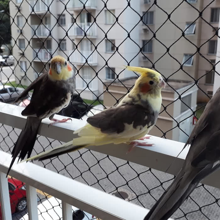 tela de proteção para aves