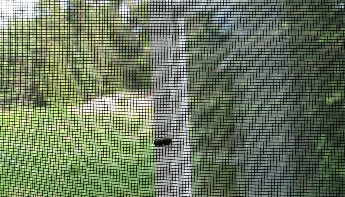 Tela mosquiteiro em Santana