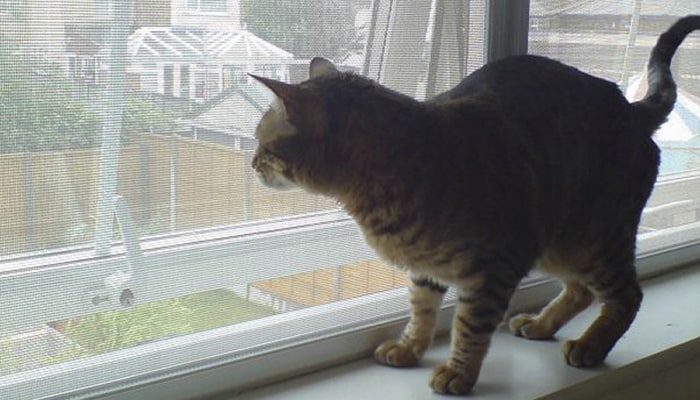 Tela mosquiteiro em Osasco