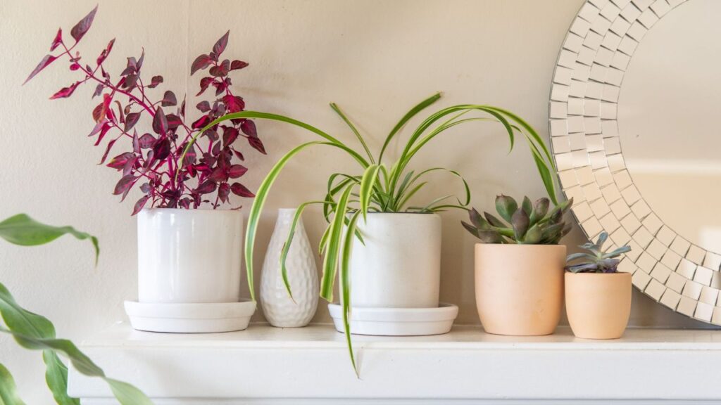 5 DICAS PARA DECORAÇÃO COM PLANTAS!. As plantas de casa estão na moda. E por uma boa razão – elas são acessíveis, bonitas
