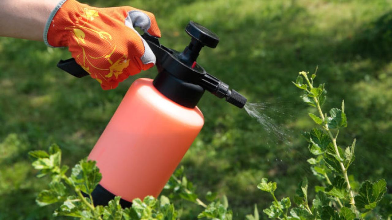 6 maneiras fáceis de se livrar de insetos