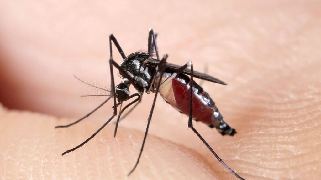 Como se livrar dos mosquitos no quintal