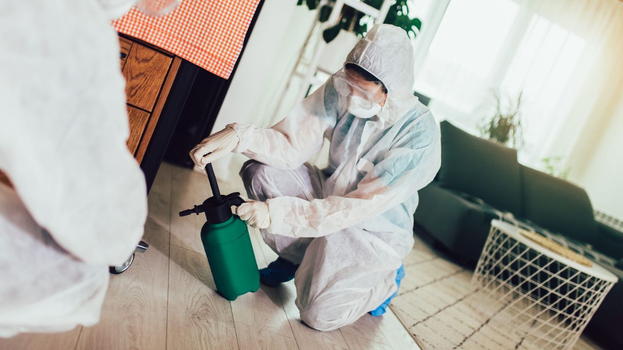 Ideias para controle de pragas em casa