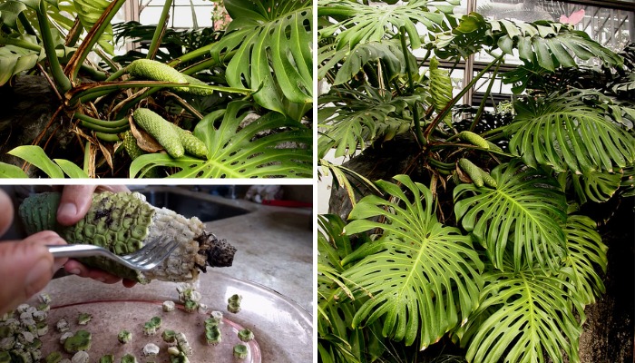 como plantar costela de adão