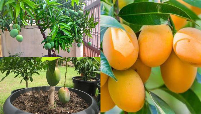 3 dicas para cultivar mangas em vasos