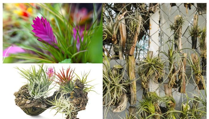 4 plantas que não precisam de terra