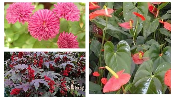 5 plantas comuns que ninguém imagina serem venenosas (1)