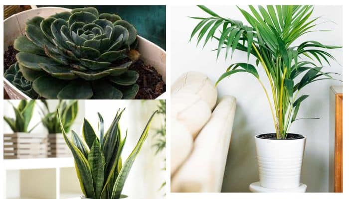 5 plantas ideais para apartamento