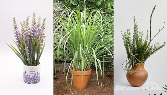 7 Plantas que espantam mosquitos