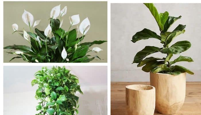 7 melhores plantas para ambientes fechados