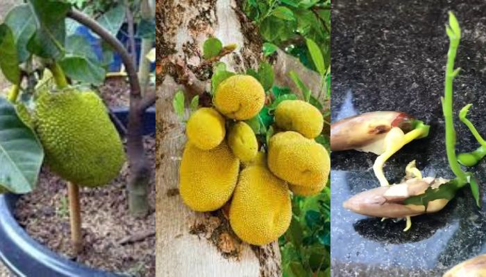 Como Plantar Jaca por Semente - passo a passo