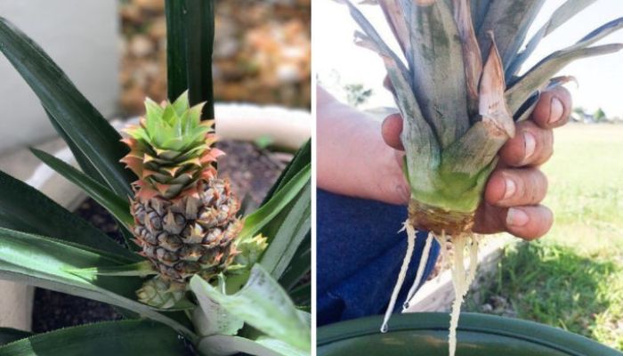 Como plantar abacaxi para produzir rápido