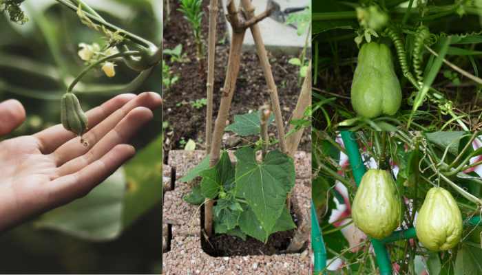 Como plantar chuchu que já está brotando