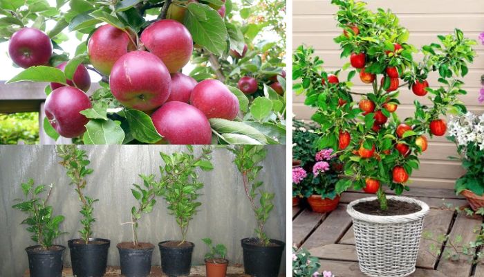 Como ter produção de maçã em vaso e fazer a polinização