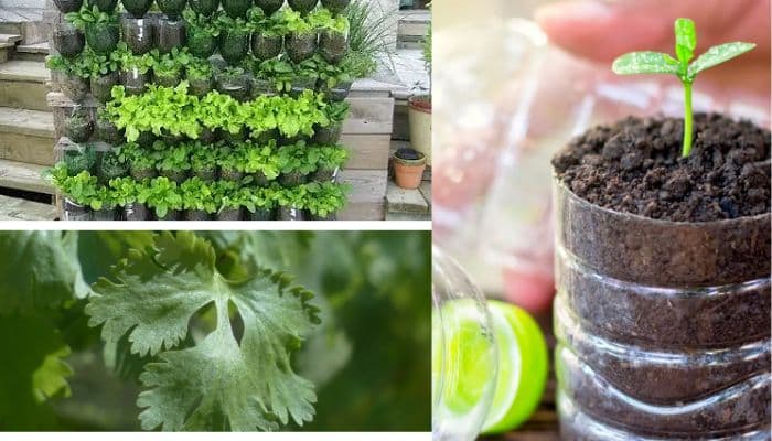 Cultivar coentro em garrafas PET - Vantagens e Benefícios