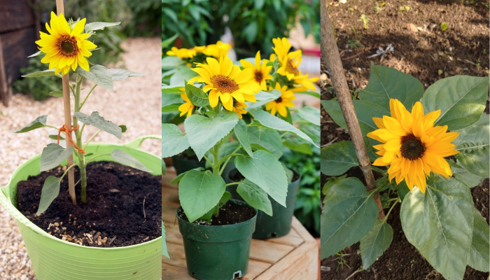 Como plantar girassol no vaso