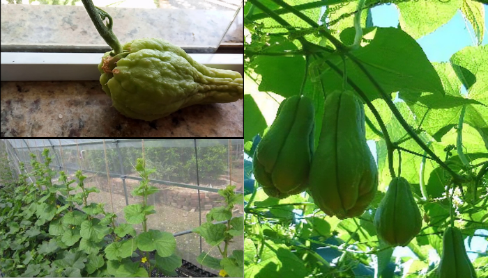Como plantar chuchu que já está brotando
