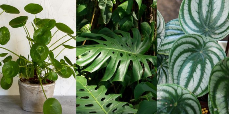 5 VARIEDADES DE PLANTAS DIFERENTES E FÁCEIS DE CUIDAR