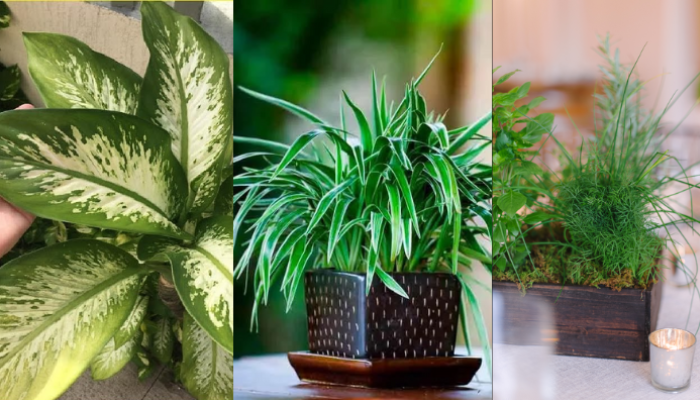 7 plantas de defesa que você precisa ter em casa!