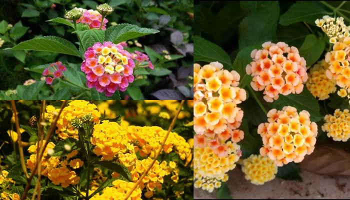 Lantana: como cultivar a flor que muda de cor?