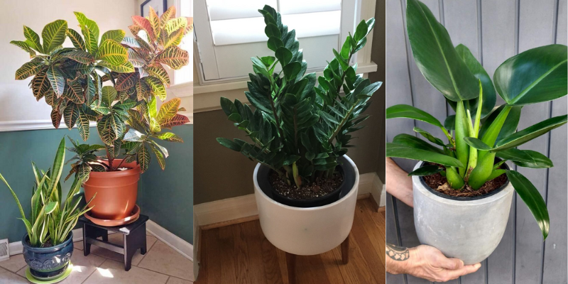 5 plantas para cultivar na sombra