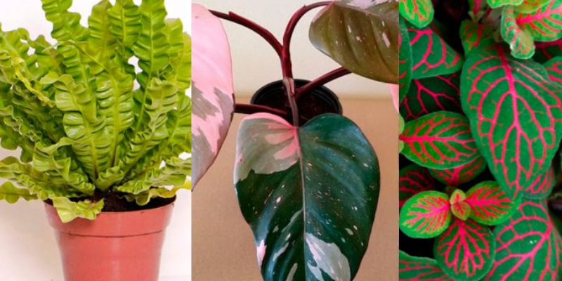 9 Plantas com texturas e estampas diferentes
