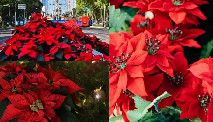 FLOR POINSÉTIA