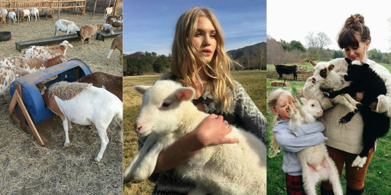 Como ganhar dinheiro com criação de ovelhas