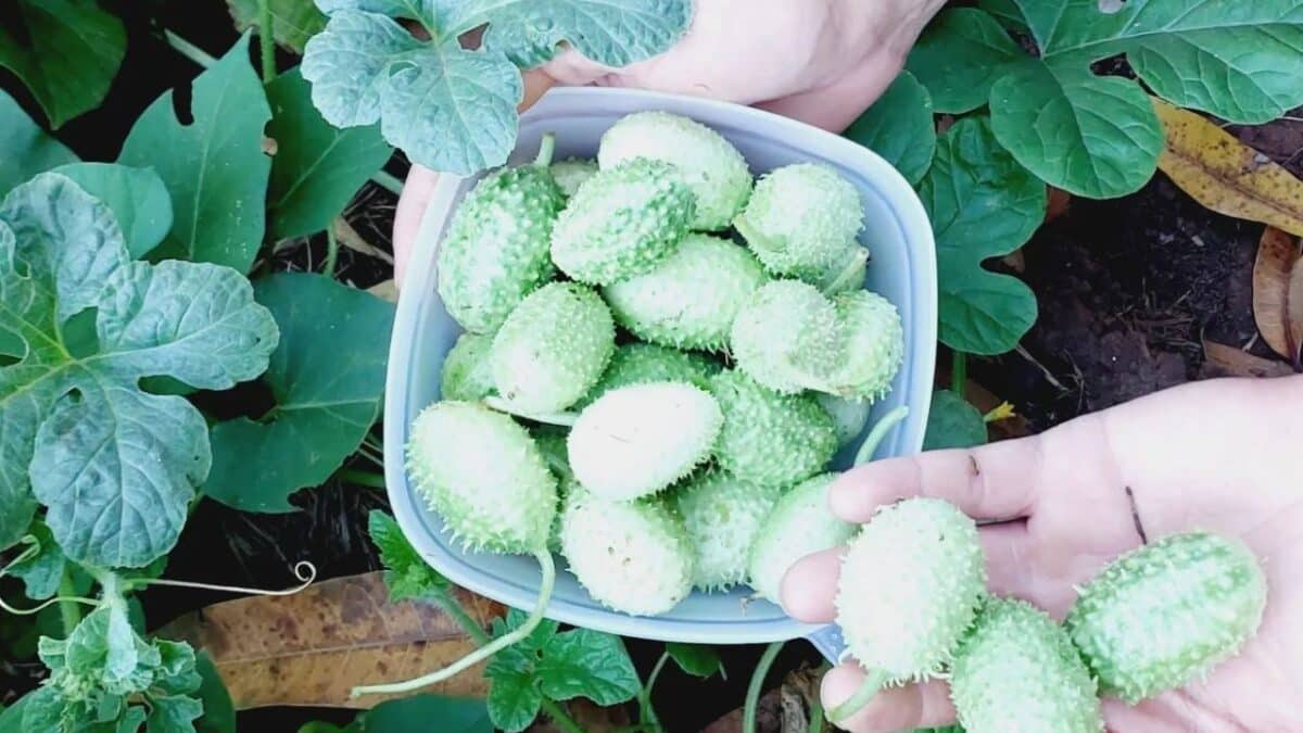 Como cultivar Maxixe