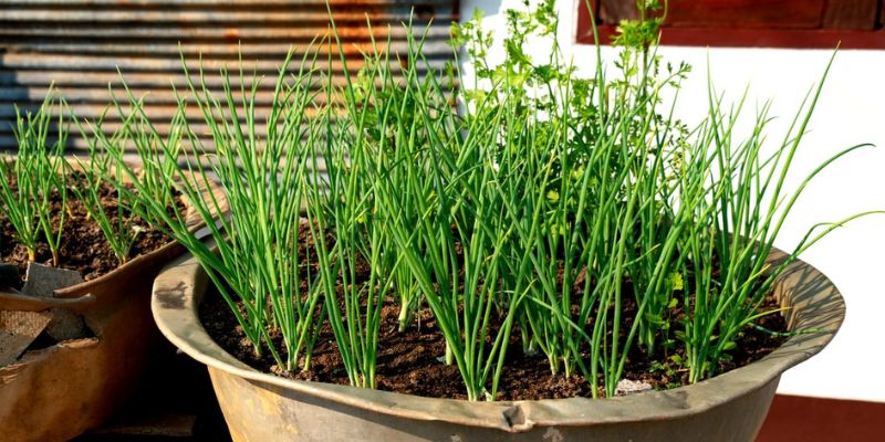 Como cultivar a cebolinha