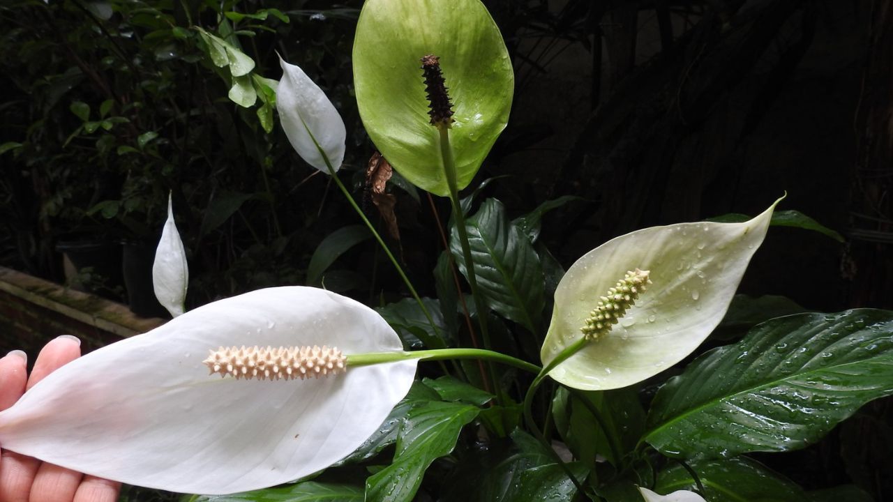 Cultivar lírio da paz