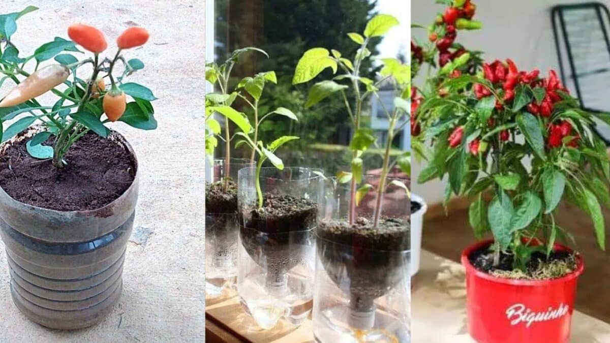 Como plantar pimenta-de-cheiro em garrafa pet