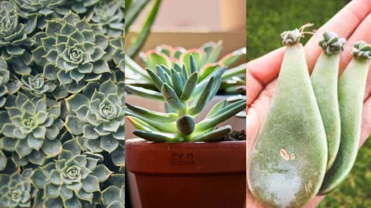 Como plantar suculentas pela folha em vaso