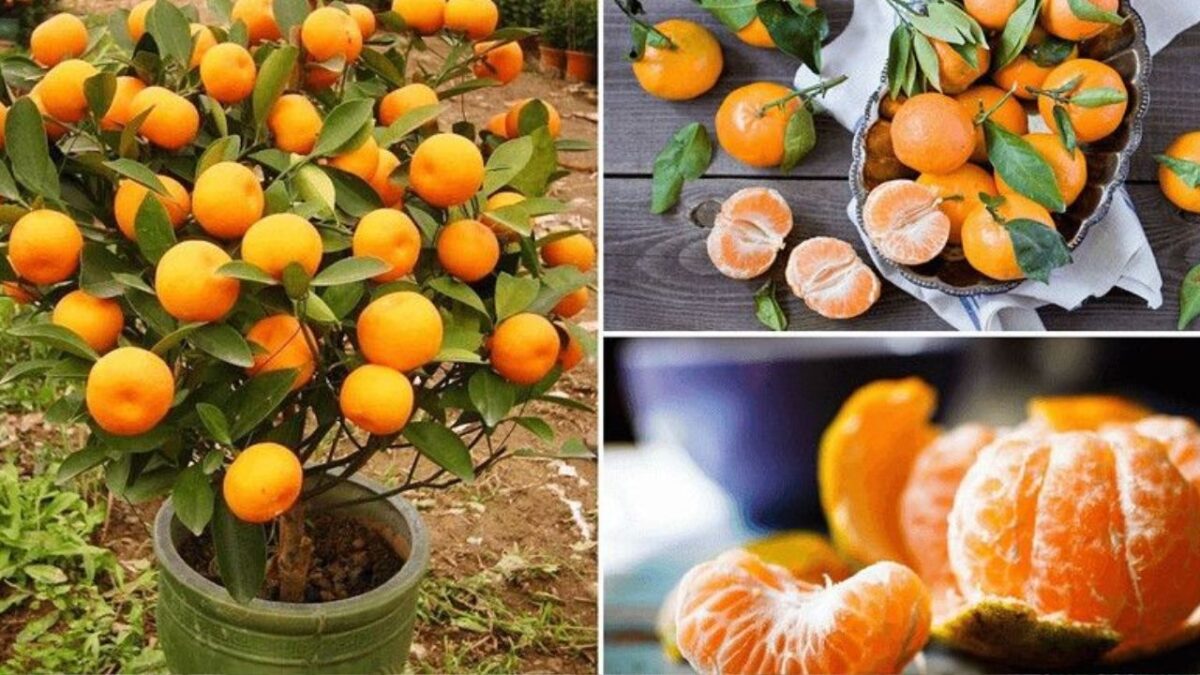 Como plantar tangerina a partir do caroço em vaso