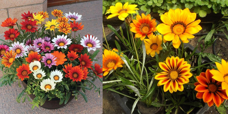 Gazania como plantar e cultivar