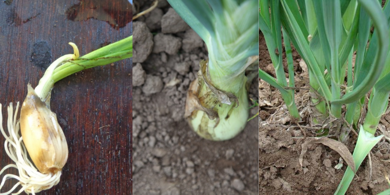 Como plantar Alho em casa Muito fácil