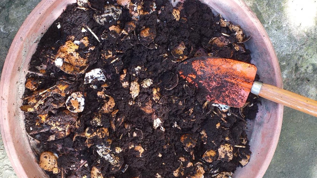 adubo de casca de ovo