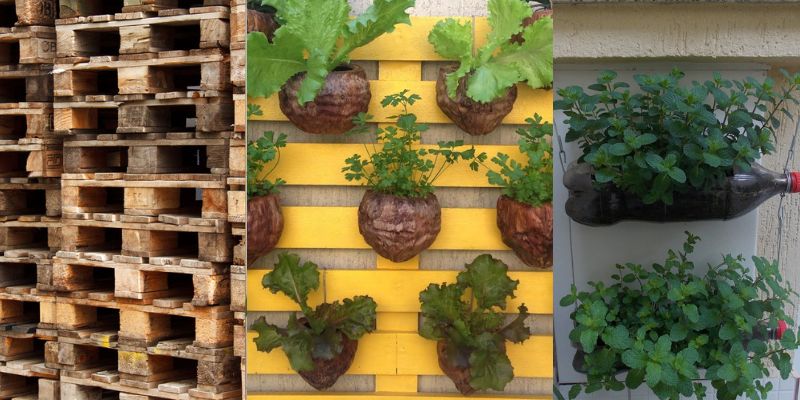 5 dicas para montar uma horta vertical