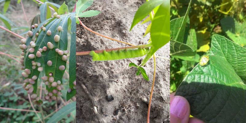 5 maiores pragas da mandioca