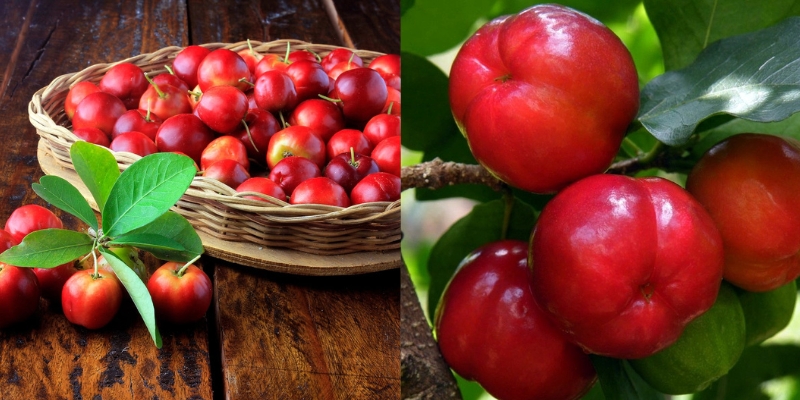 Benefícios da acerola para a nossa saúde