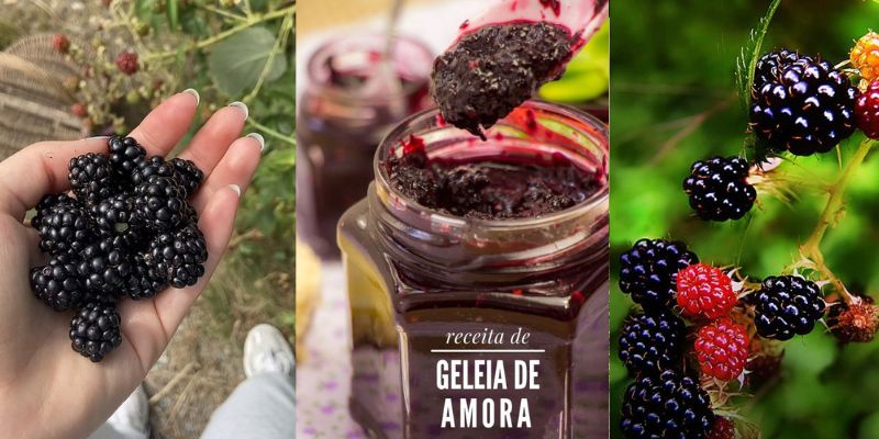 Benefícios da amora