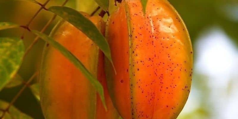 Benefícios da carambola e como plantar