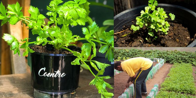 Benefícios do coentro