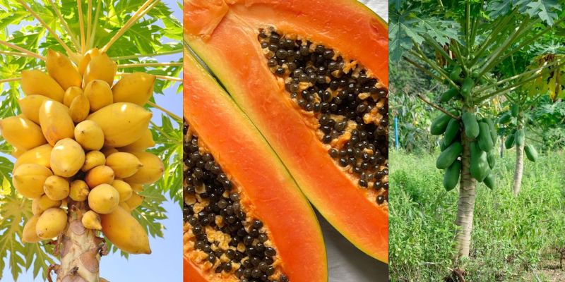 Benefícios do mamão