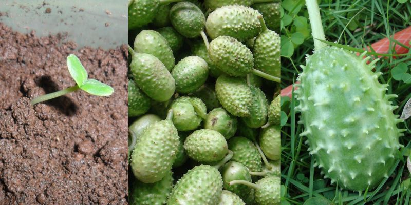 Benefícios do maxixe